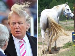 What Donald Trump Can Teach You About Horse