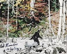 What was with all of those big foot "encounters" in the 20th century